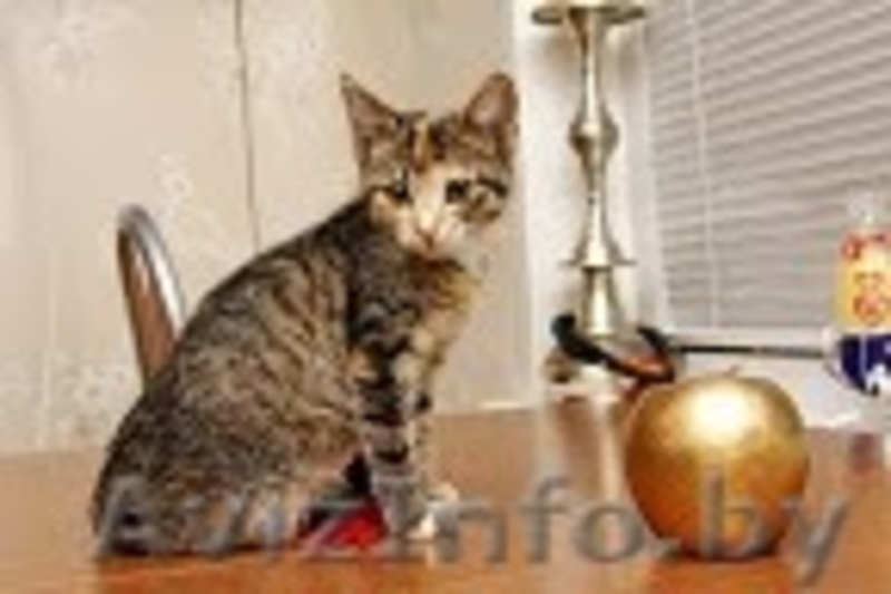 Милые котята в заботливые ручки! - Изображение #3, Объявление #142377