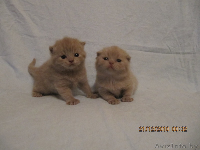 Продаю плюшевых котят британцев - Изображение #1, Объявление #141349