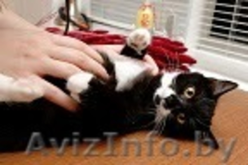 Милые котята в заботливые ручки! - Изображение #4, Объявление #142377