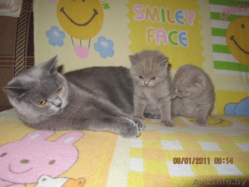 Продаю плюшевых котят британцев - Изображение #2, Объявление #141349