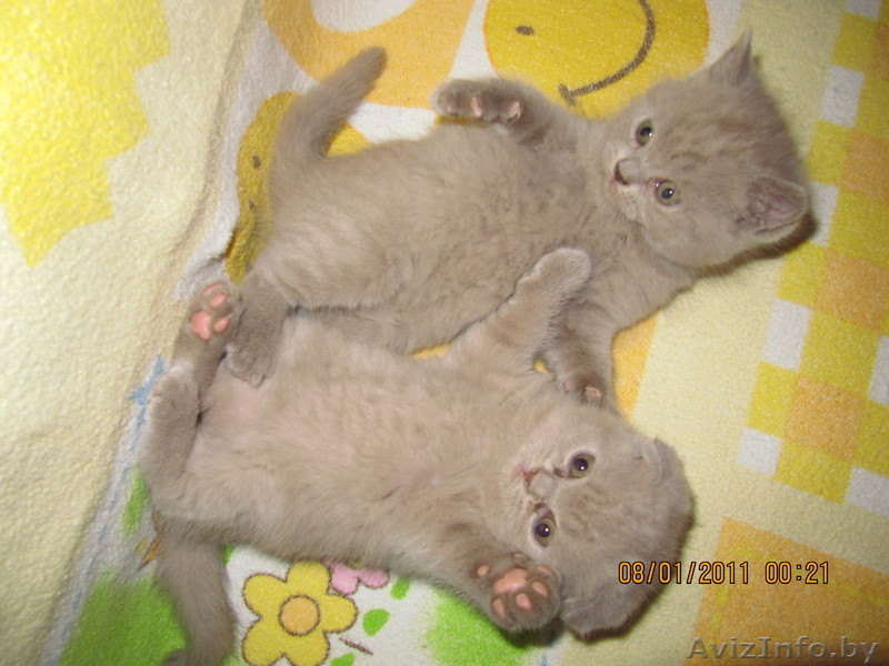 Продаю плюшевых котят британцев - Изображение #4, Объявление #141349