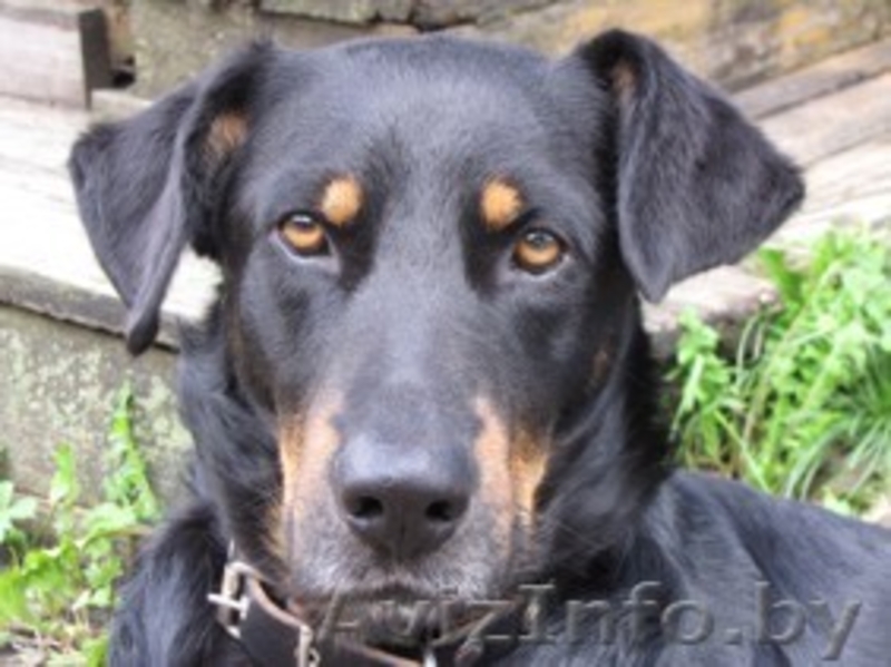 красивая молодая собака в дар - Изображение #2, Объявление #149863