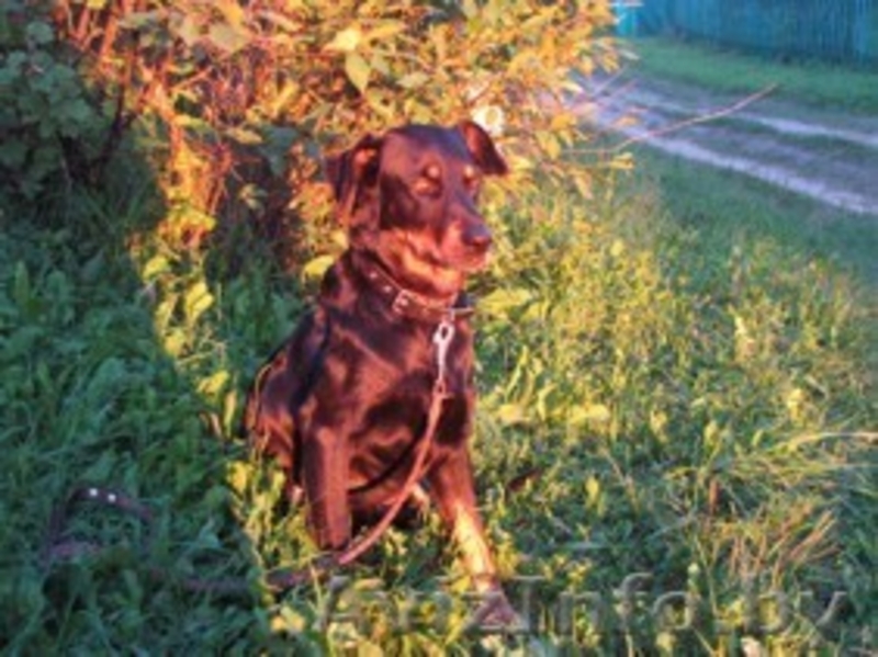 красивая молодая собака в дар - Изображение #3, Объявление #149863