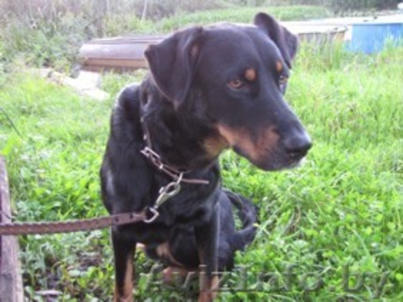 красивая молодая собака в дар - Изображение #1, Объявление #149863