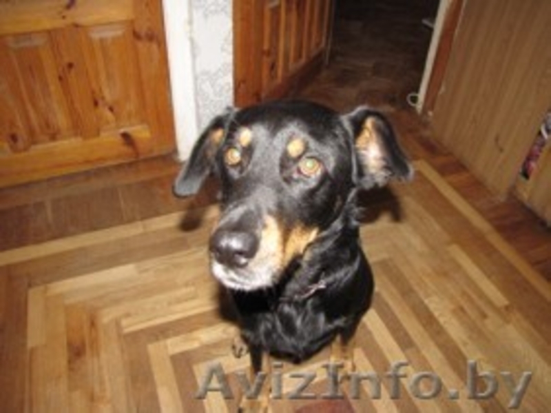 красивая молодая собака в дар - Изображение #4, Объявление #149863