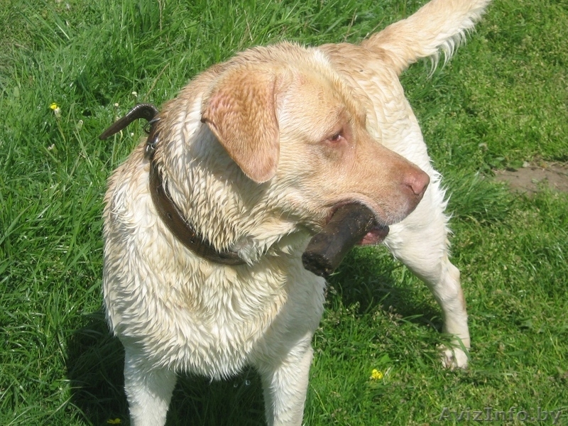 Лабрадор с родословной ищет подружку для вязки. - Изображение #1, Объявление #144702