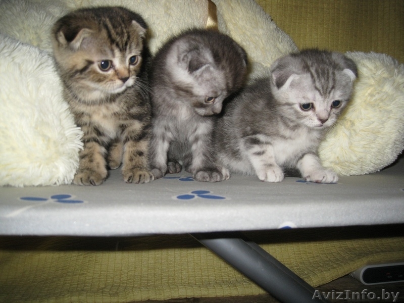 Шотландские вислоухие котята - Изображение #2, Объявление #137128