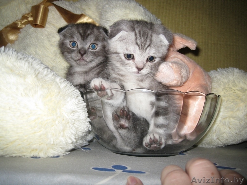 Шотландские вислоухие котята - Изображение #3, Объявление #137128