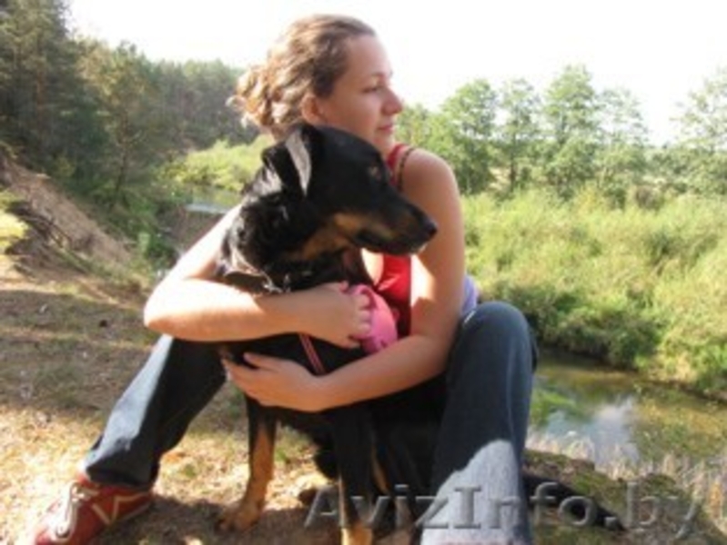 красивая молодая собака в дар - Изображение #5, Объявление #149863