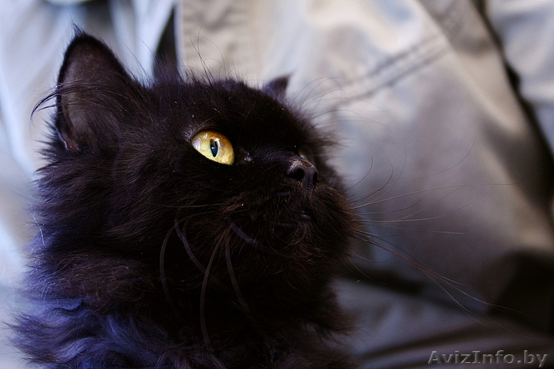 Маруся - шикарная черная пушистая кошка в дар. Стерилизована. - Изображение #3, Объявление #144611