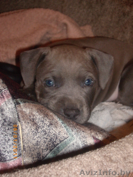 продам щенка Стаффоршидского терьера в хорошие руки!!!!! - Изображение #2, Объявление #137284