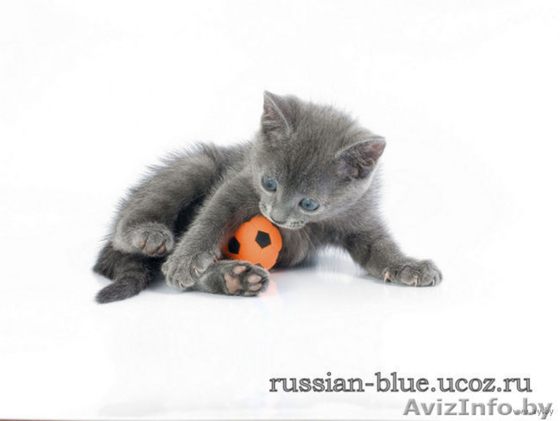 КОТЯТА породы Русская Голубая!!! Дата рождения - 28.11.2010г. - Изображение #3, Объявление #141938