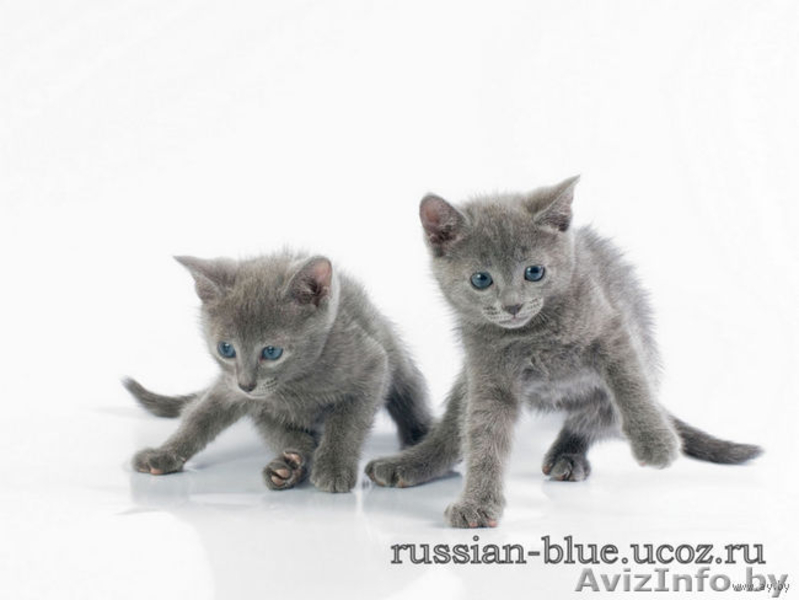 КОТЯТА породы Русская Голубая!!! Дата рождения - 28.11.2010г. - Изображение #1, Объявление #141938