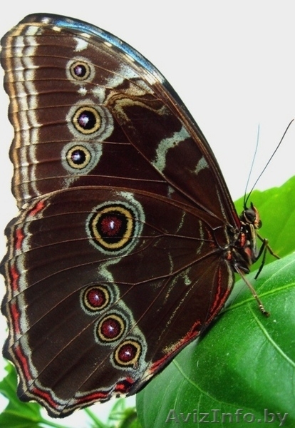 Живые тропические бабочки в подарок. - Изображение #3, Объявление #149473