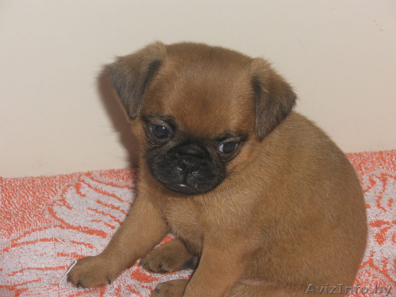 Щенки ПТИ брабансона (гладкошерстный гриффон) - Изображение #2, Объявление #139146