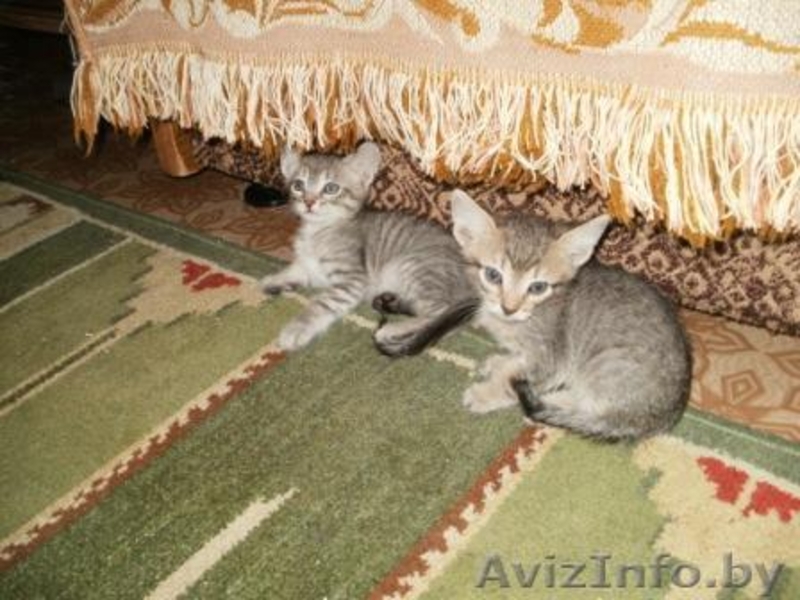 Котята метисы норвежской лесной и европейской короткошерстной - Изображение #1, Объявление #148474