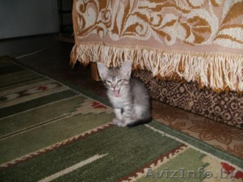 Котята метисы норвежской лесной и европейской короткошерстной - Изображение #2, Объявление #148474