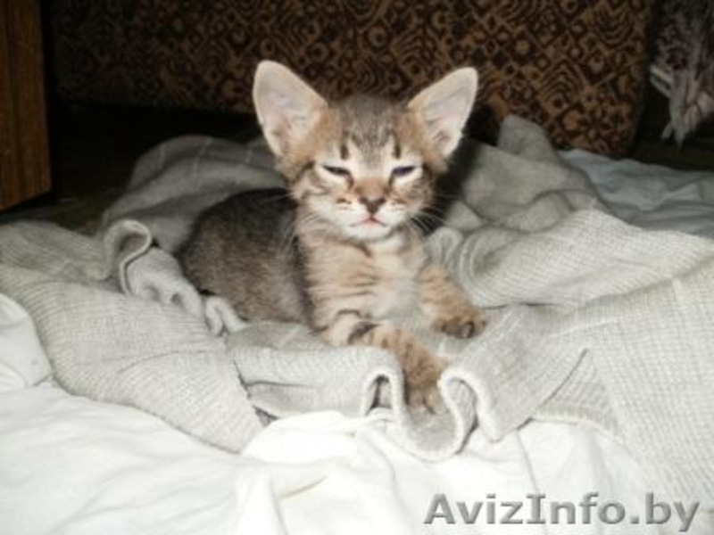 Котята метисы норвежской лесной и европейской короткошерстной - Изображение #3, Объявление #148474