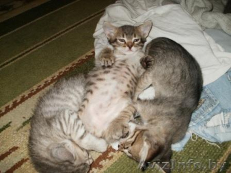 Котята метисы норвежской лесной и европейской короткошерстной - Изображение #4, Объявление #148474
