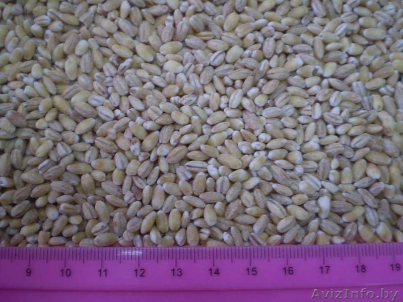 Аграрная частная фирма "РАНОК" - Изображение #2, Объявление #141314