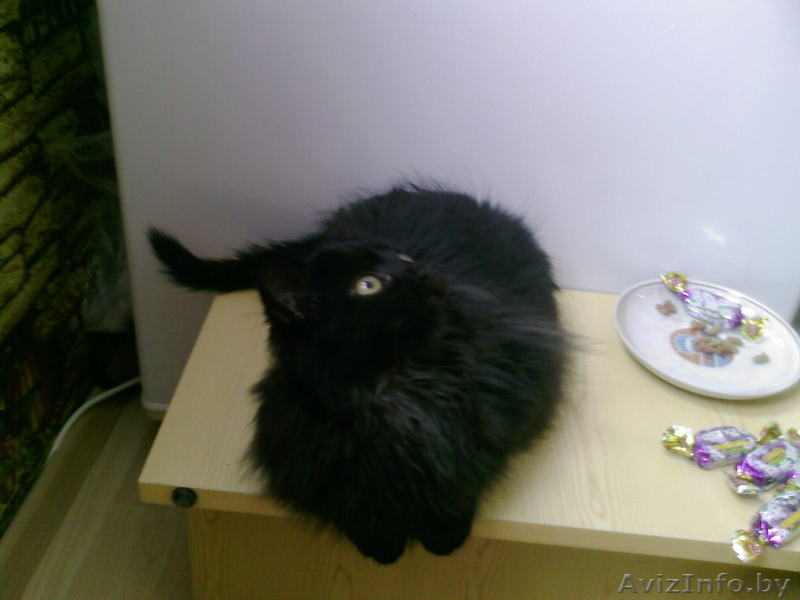 кот черный сибирской породы - Изображение #3, Объявление #150592