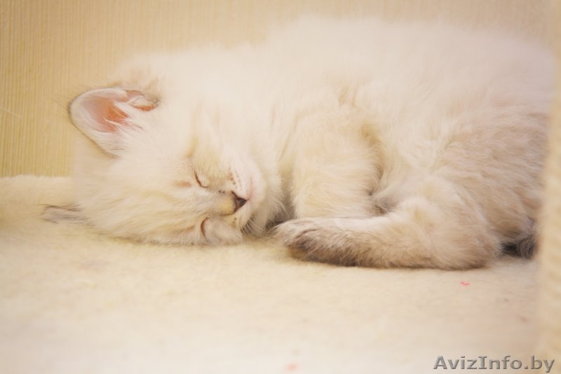 Невские маскарадные котята, клубные с документами - Изображение #3, Объявление #138287