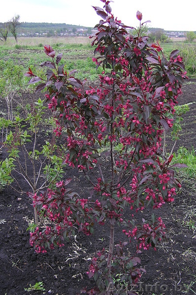 Саженцы яблони, смородины, малины, груши, вишни, черешни, абрикоса, крыжовника и - Изображение #6, Объявление #146881