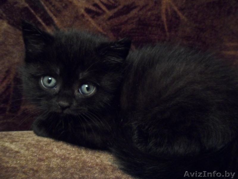 Британские котята .Колор-поинт (девочка) и черный мрамор (мальчик).  - Изображение #2, Объявление #139097
