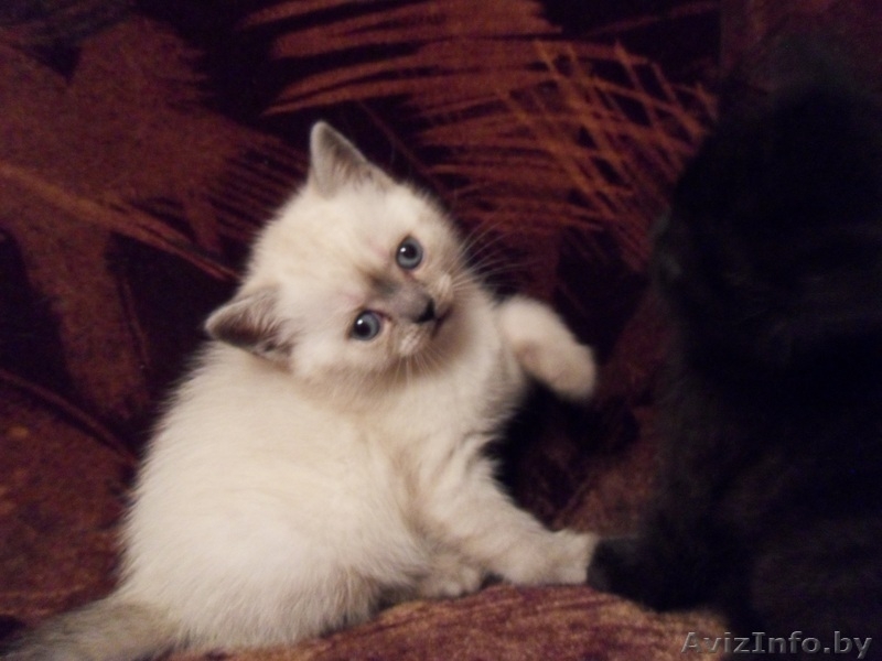 Британские котята .Колор-поинт (девочка) и черный мрамор (мальчик).  - Изображение #1, Объявление #139097