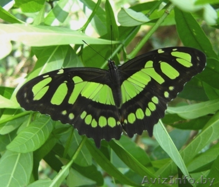 Живые бабочки в подарок. - Изображение #3, Объявление #149477