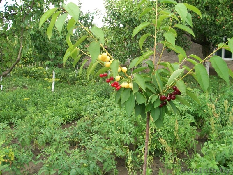 саженцы -ФРУКТОВЫЕ - Изображение #3, Объявление #179921