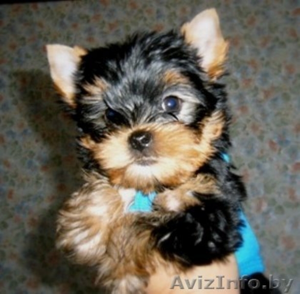 Щенок йоркширского терьера ищет ответственные ручки - Изображение #2, Объявление #163753