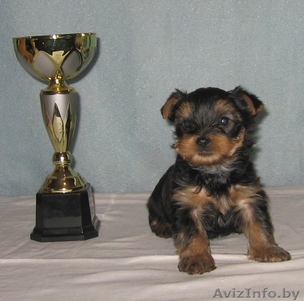 Йоркширский терьер щенки. - Изображение #1, Объявление #168732