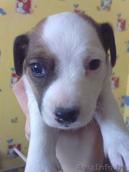 щенки джек рассел терьер - Изображение #1, Объявление #179537