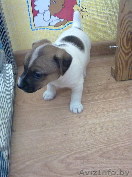 щенки джек рассел терьер - Изображение #2, Объявление #179537