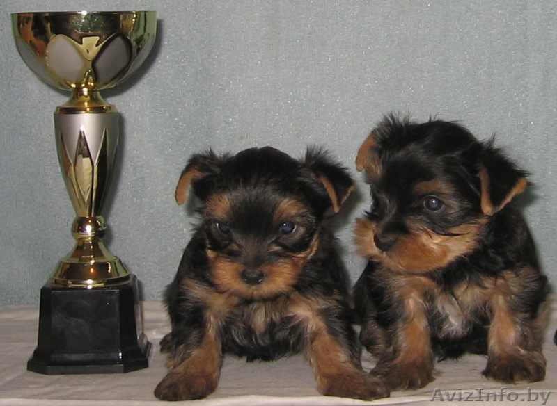 Йоркширский терьер щенки. - Изображение #2, Объявление #168732