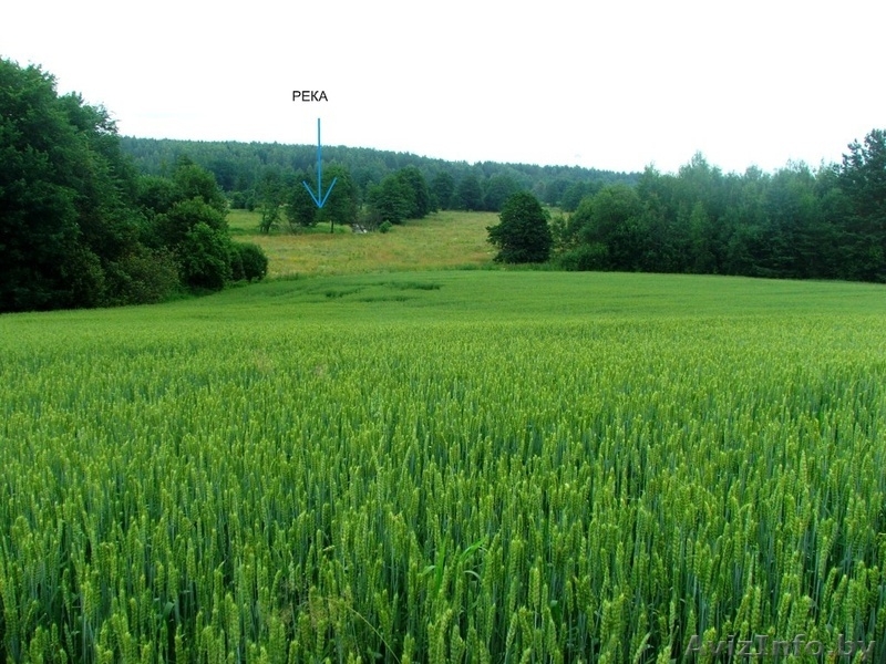 Продам участок д. Загорье,  25 км от Минск, Логойский район, 20 соток - Изображение #2, Объявление #173234