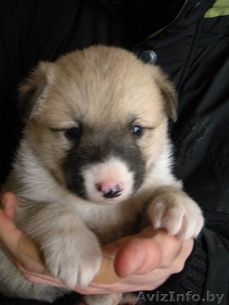 Очаровательные щенки в дар - Изображение #1, Объявление #157333