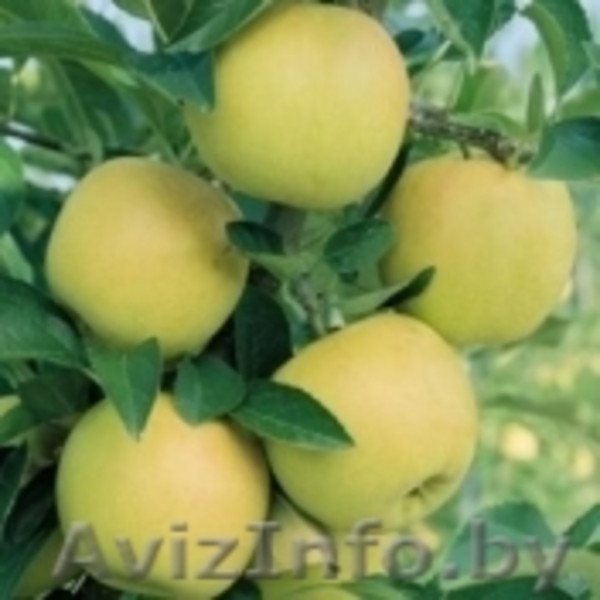 саженцы -ФРУКТОВЫЕ - Изображение #6, Объявление #179921