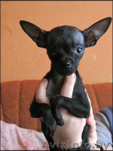 Элитный  щенок той терьера!!! - Изображение #2, Объявление #162997