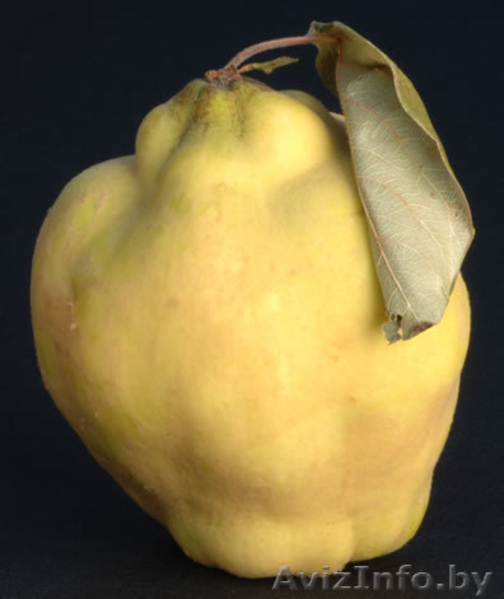 саженцы -ФРУКТОВЫЕ - Изображение #8, Объявление #179921