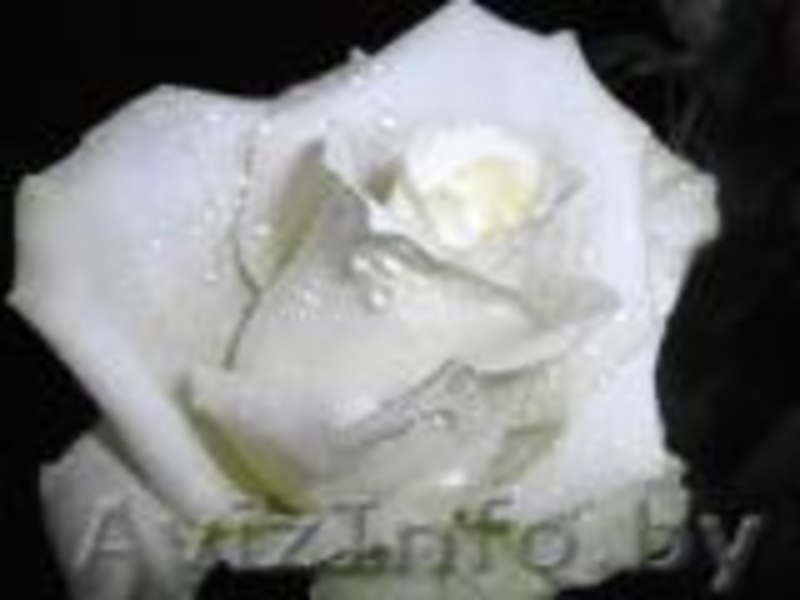 Саженцы клематисов, роз и других декоративных кустарников из личной ко - Изображение #8, Объявление #159415