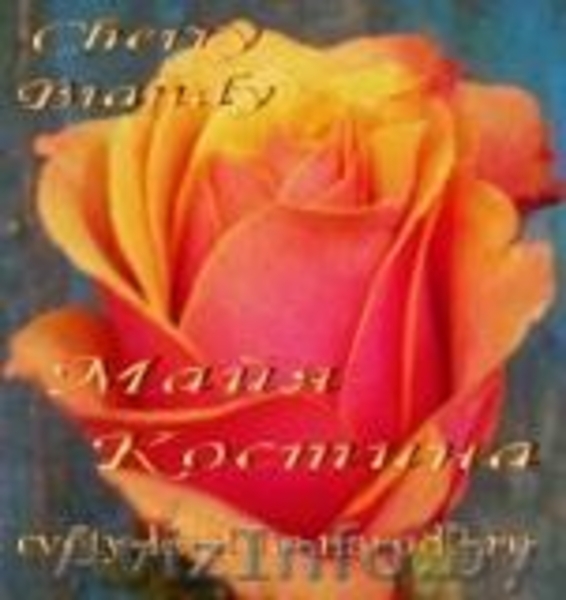 Саженцы клематисов, роз и других декоративных кустарников из личной ко - Изображение #3, Объявление #159415