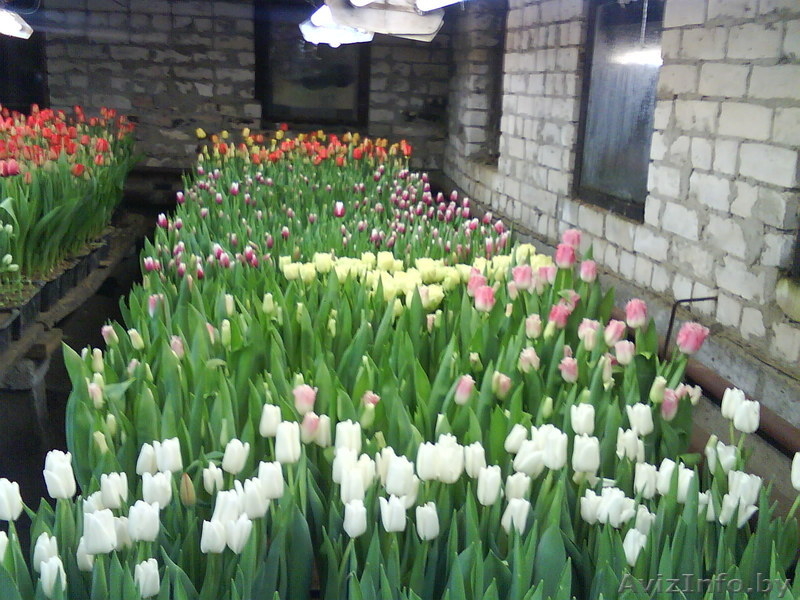 Тюльпаны к 8 марта ))) - Изображение #3, Объявление #161274