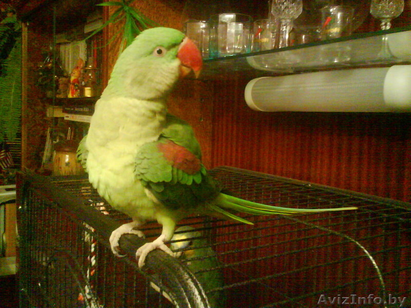 Продам попугая!!! - Изображение #3, Объявление #174102