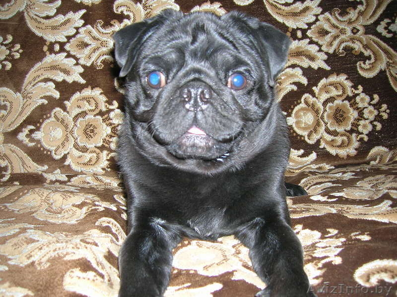 молодой чёрный мопс ждёт подружку для вязки! - Изображение #2, Объявление #174840