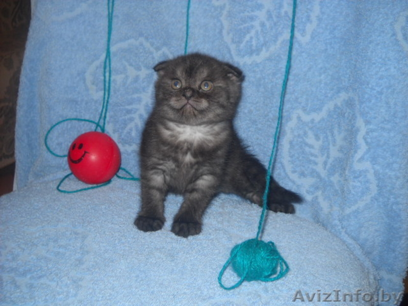 Шотландские вислоухие котята. - Изображение #3, Объявление #174451