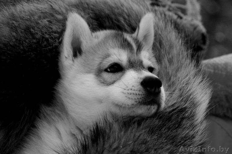 Щенки сибирских хаски в Беларуси шоу-класса! - Изображение #2, Объявление #165320