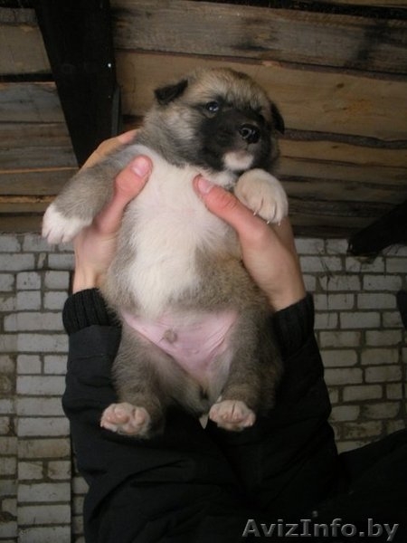 Очаровательные щенки в дар - Изображение #4, Объявление #157333