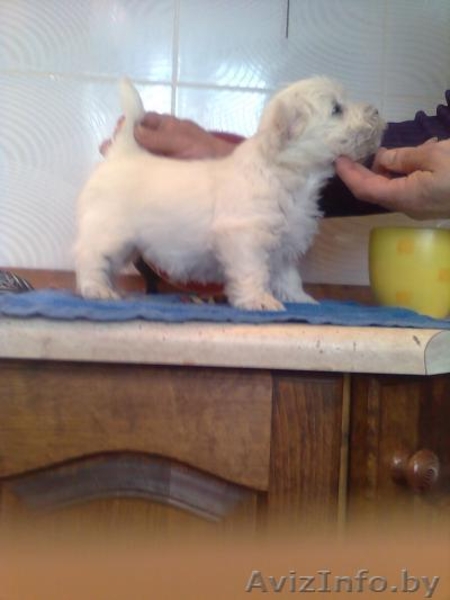  щенки вест-хайленд вайт терьера - Изображение #2, Объявление #166614